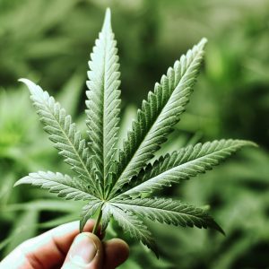 A Cannabis/Marijuana Leaf - CBD Pure Life